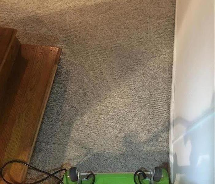 Carpet after extraction
