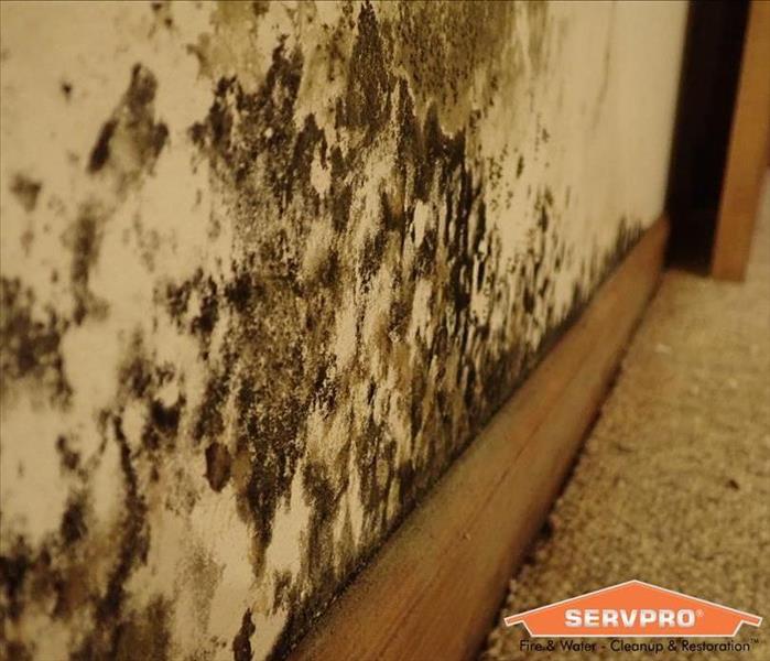Mold growth on a wall.