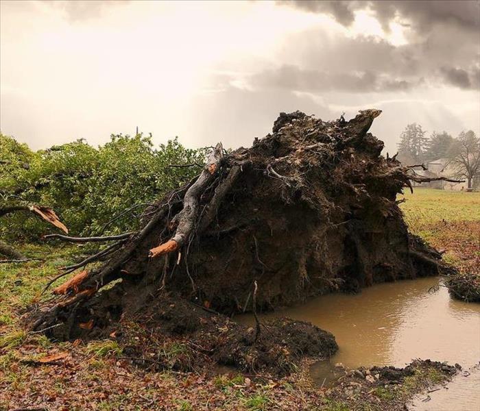 Large tree uprooted and fallen over